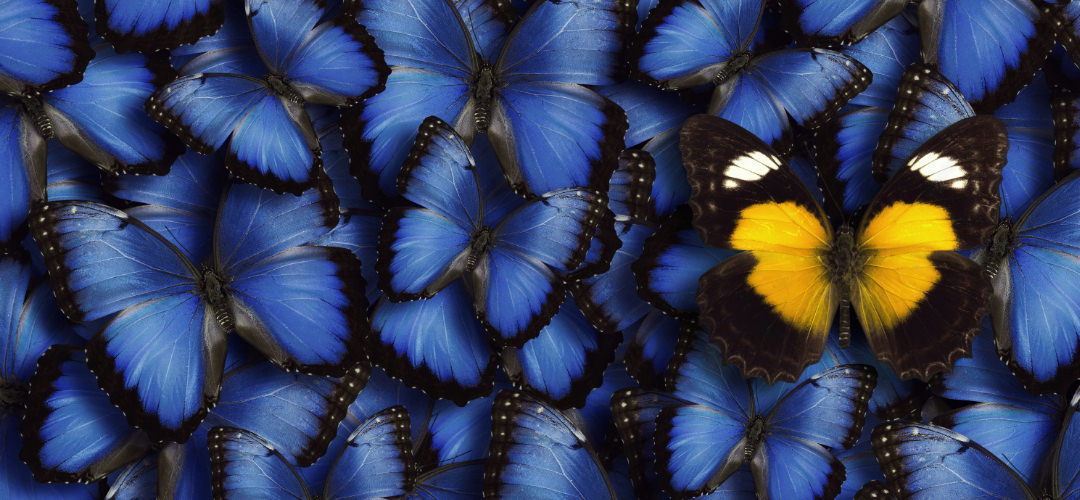 A yellow and black butterfly among many blue butterflies.